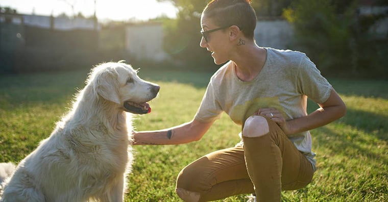 person petting a dog